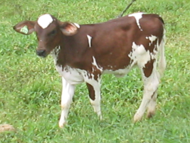 Bezerro